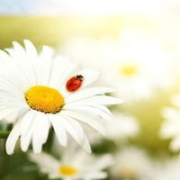 Белла Некраса