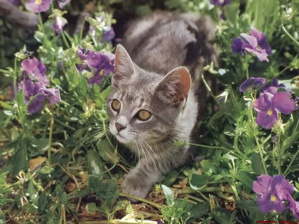 Ролбро Ьитбоиь