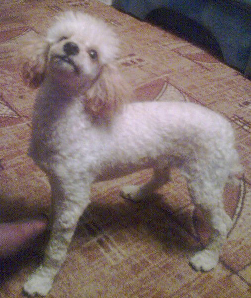 Светлана Михайлова