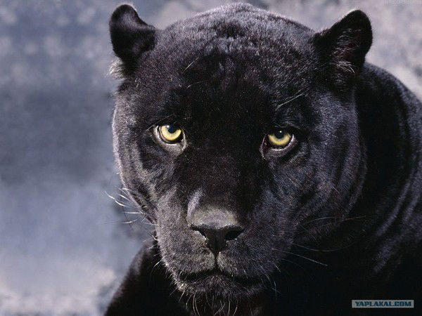 Толкаев Сергей