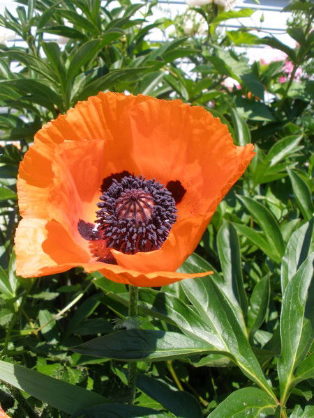 Оксана Кацай