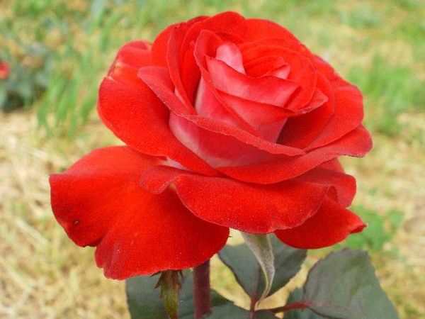 Тамара Кохтюк (Олексенко)