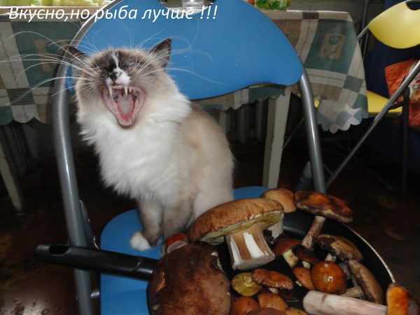 Александр Сергеев