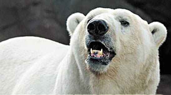 Максим Теренчук