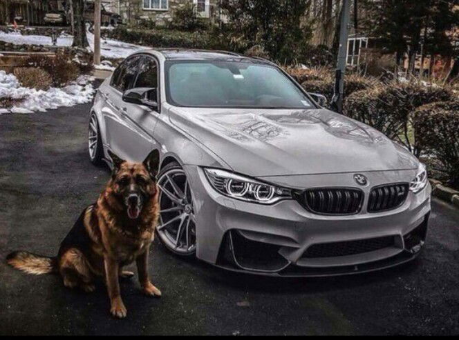 Вячеслав Белокопытов