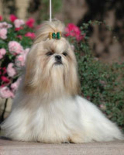 Владимир Виноградов