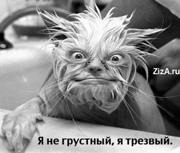 Вячеслав Павлов