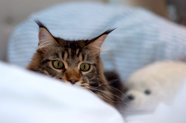 Екатерина Плевако