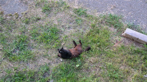 Валерий Трахтенгерц