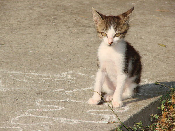 Женя Ческидова