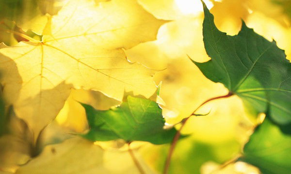 Руслан Кутлин