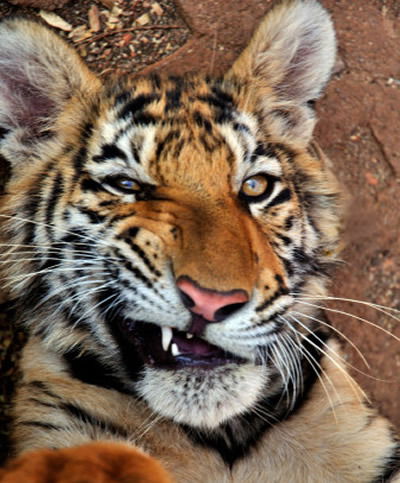 Мария Ковальчук