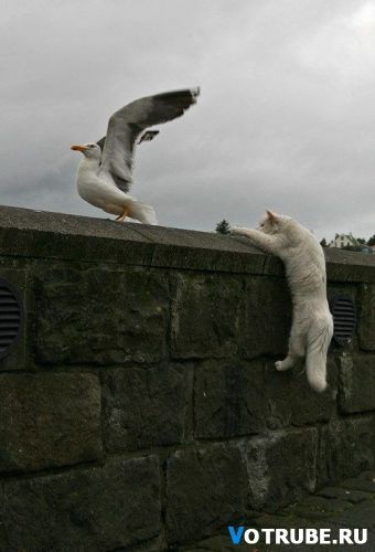 Чайка В Полёте