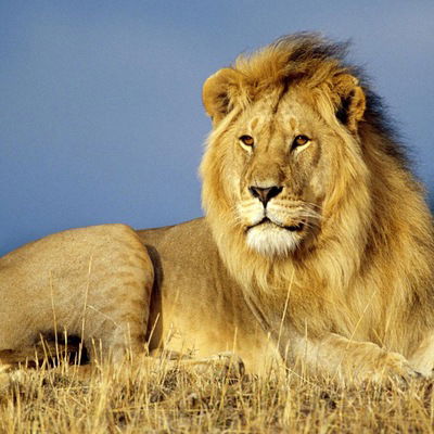 Артем Тулуп