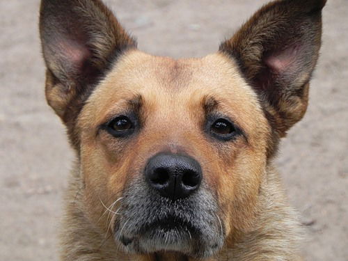 Виктор Гусев