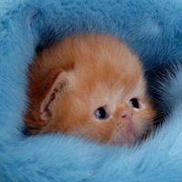 Дарья Садовская