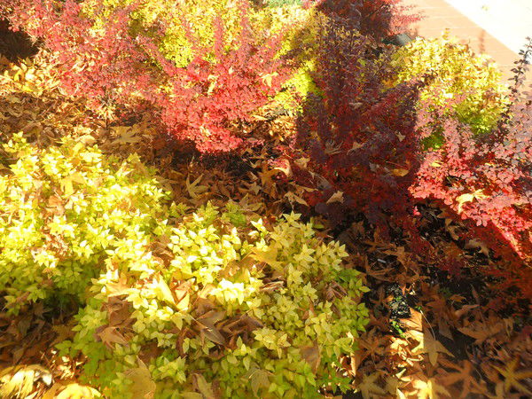 Аминэт Матыжева