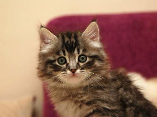 ****андрей*** *****