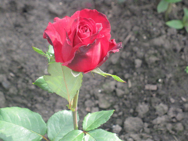 Саулеш Кудайбергенова