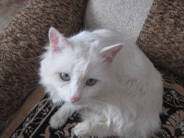 Ирина Халезова