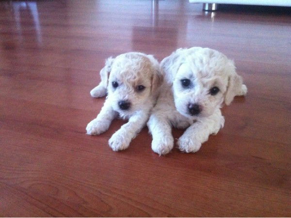 Мария Богородицкая