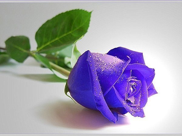 Люба Трифонова