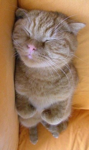 Павел Подш Шива