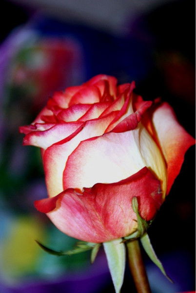 Бибикул Буданова