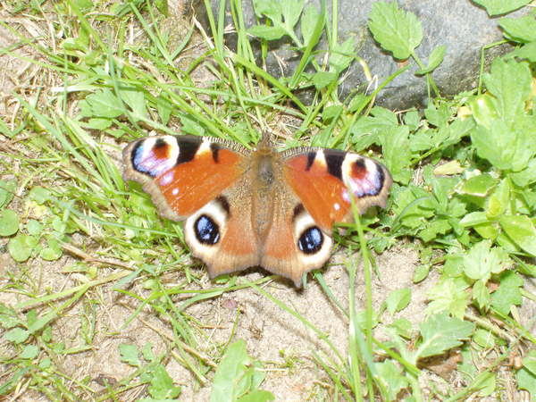 Ольга Ольга