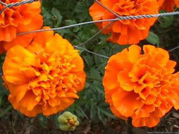 Абай Покровка