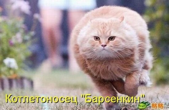 Александр Петров