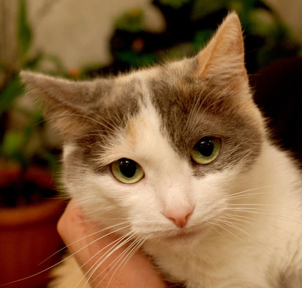 Лариса Павлова