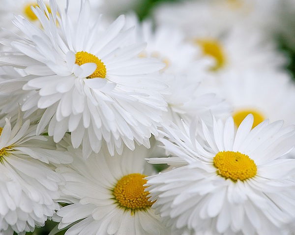 Александра Лубенцова