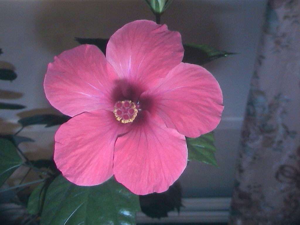 Маргарита Маринина