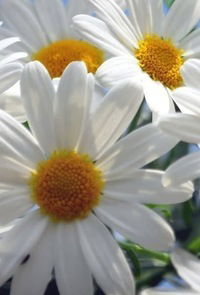 Виктория Никитина