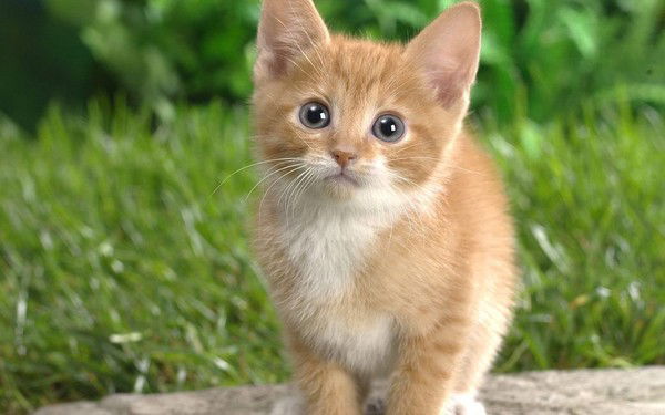 Елена Русакова