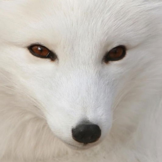 Елена Калашникова