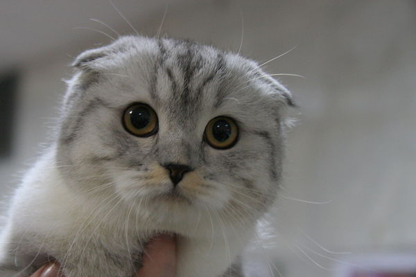 Лизонька Бынзер