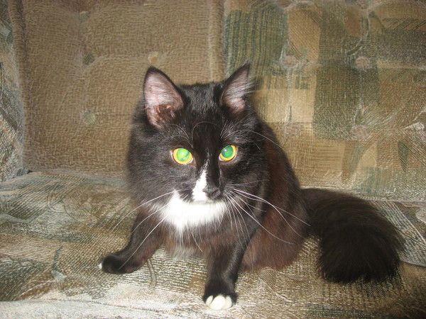 Маша Машина