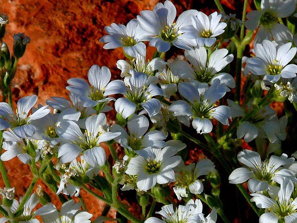 Александра 8888888