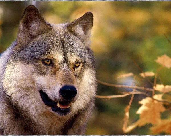 Евгений Шмидт