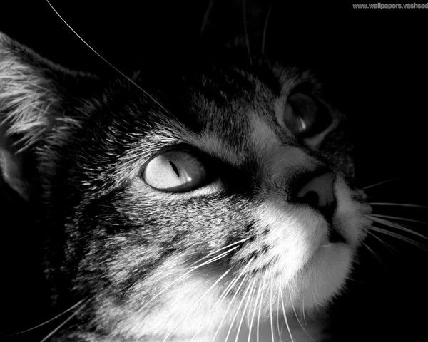 Виктория Васильева