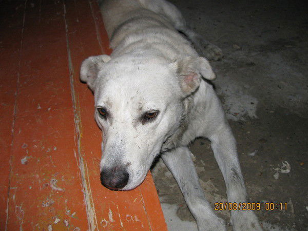 Андрей Горбушин