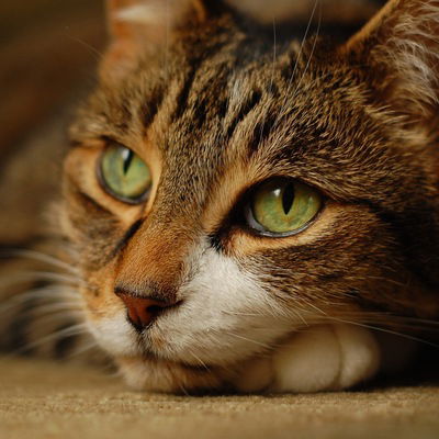 Наталья Филипская