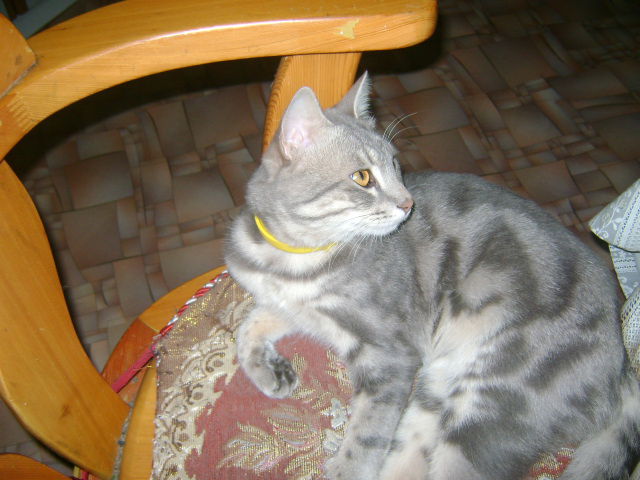 Алина Замесова