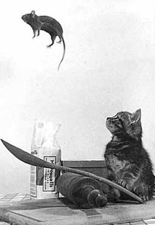 Настя Голованова