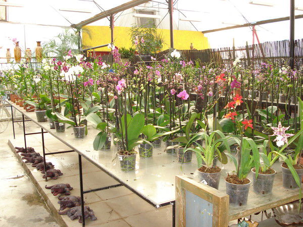 Алла Куперман