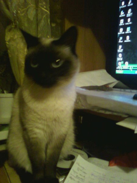 Эльвира Сайфутдинова