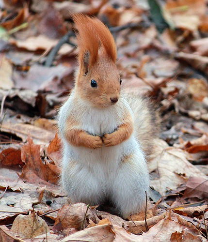 Анастасия Машкович