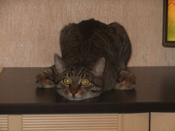 Максим Максимов